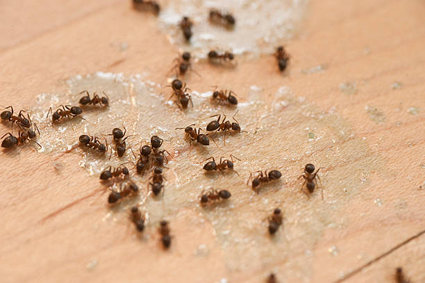 Best Cockroach Control Services  in Clever, MO